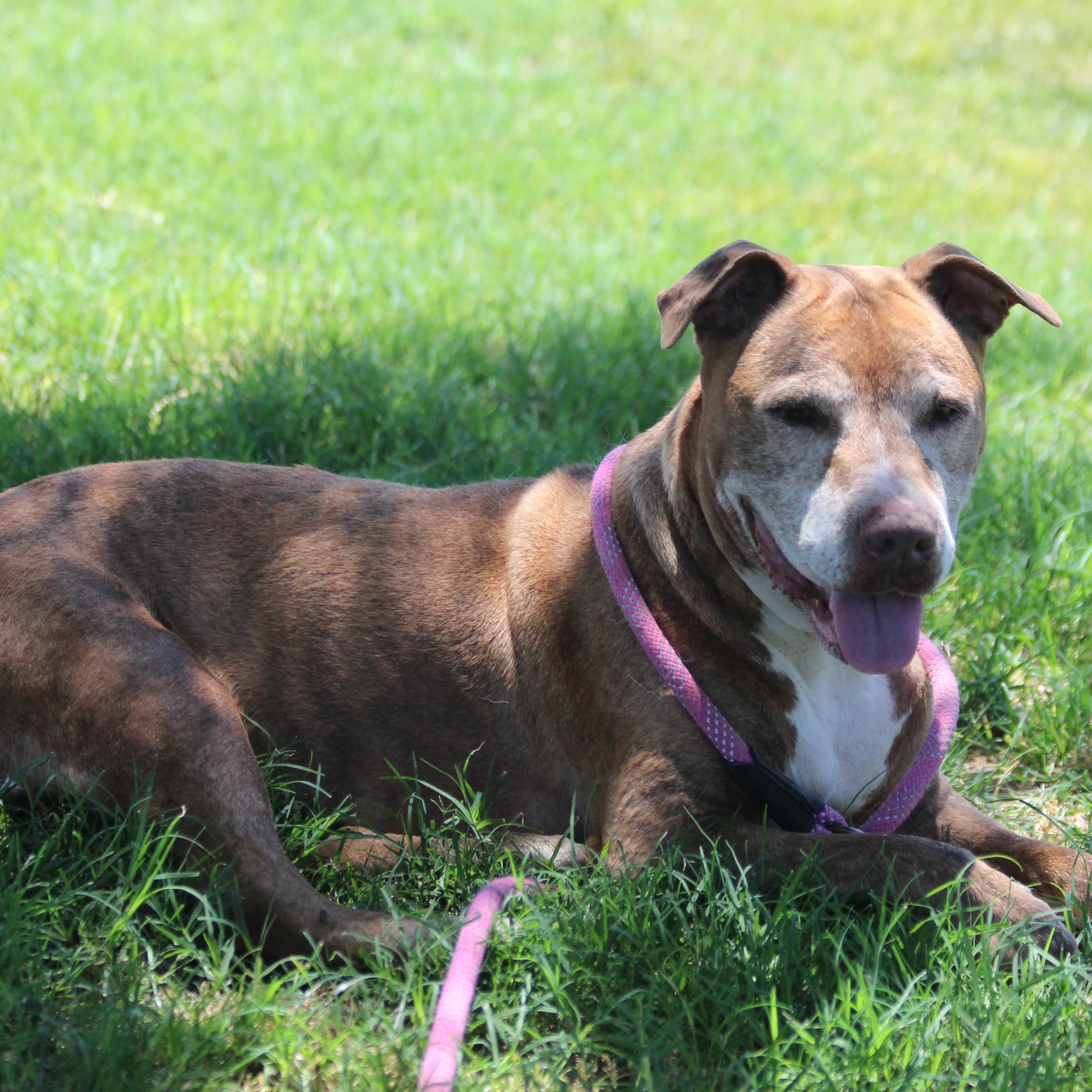 Enlarge JULEP, a Adoptable Pit Bull Terrier in Pearce, AZ image 3/6