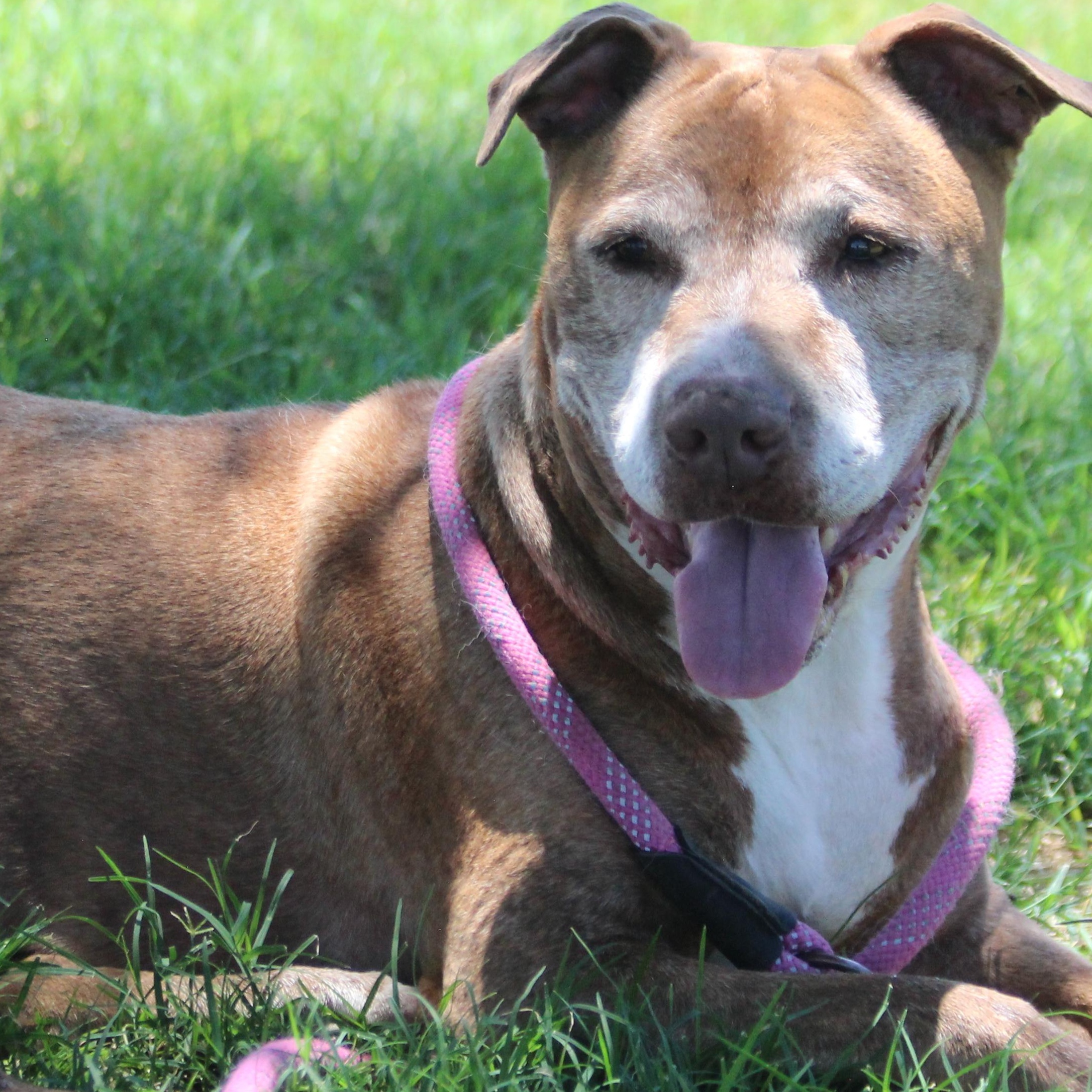 Enlarge JULEP, a Adoptable Pit Bull Terrier in Pearce, AZ image 4/6