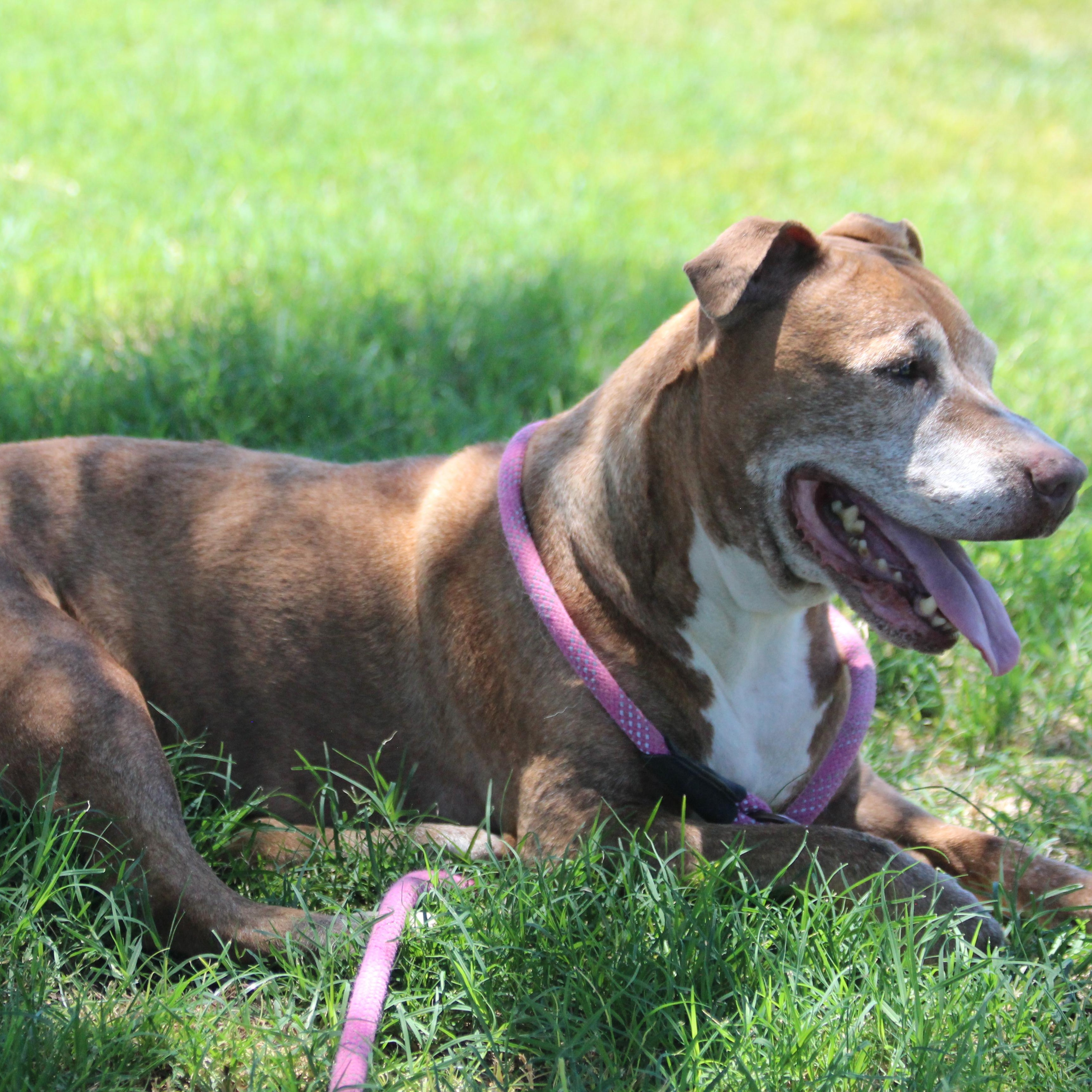 JULEP, an adoptable Pit Bull Terrier in Pearce, AZ, 85625 | Photo Image 4