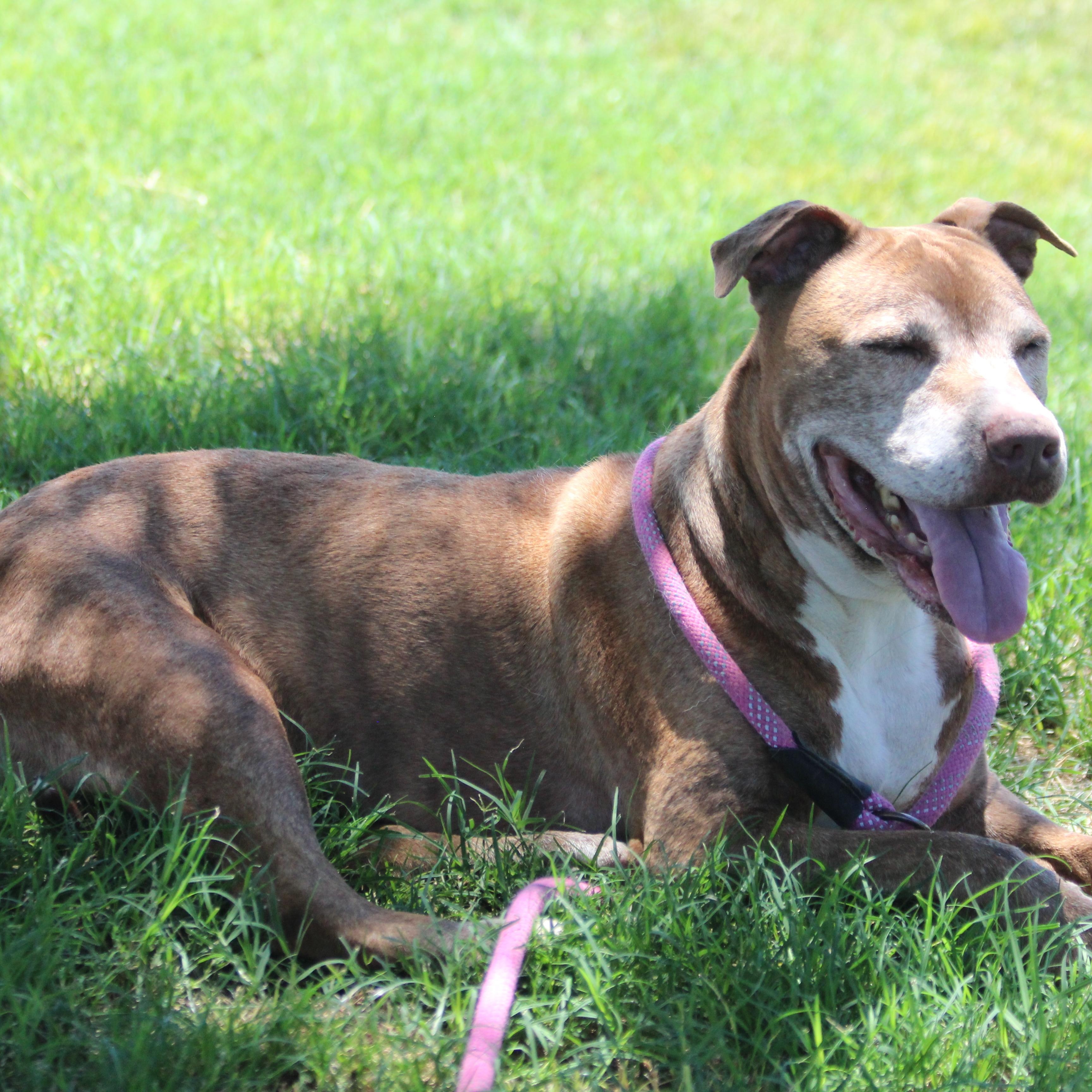 JULEP, an adoptable Pit Bull Terrier in Pearce, AZ, 85625 | Photo Image 5