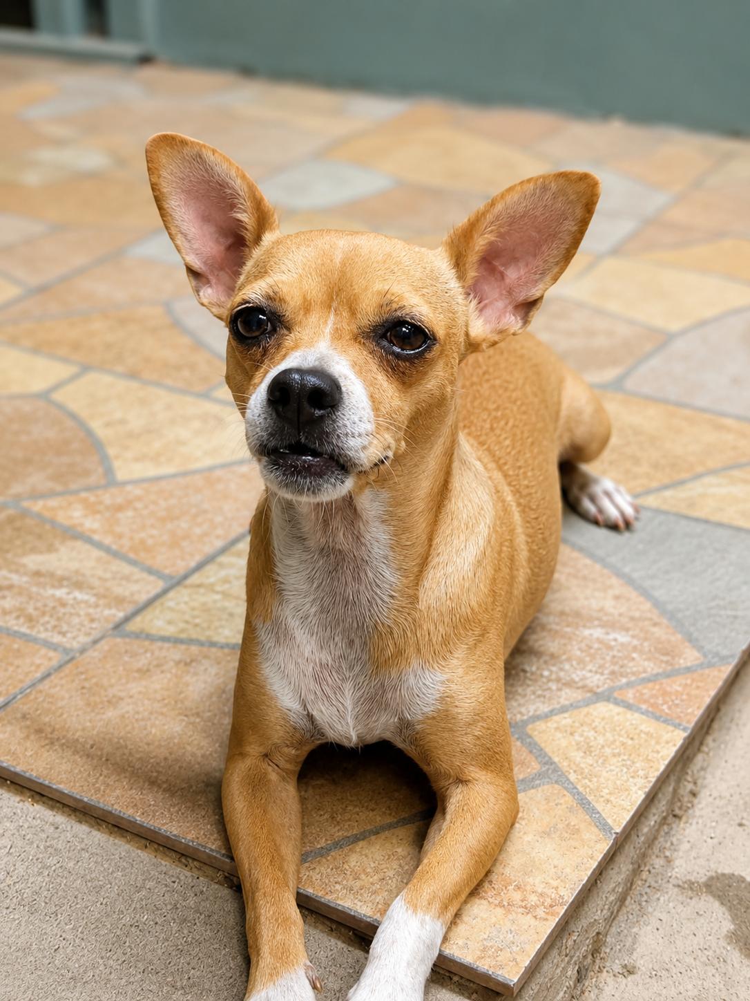 Wilma, adopted, Adult Female Chihuahua.
