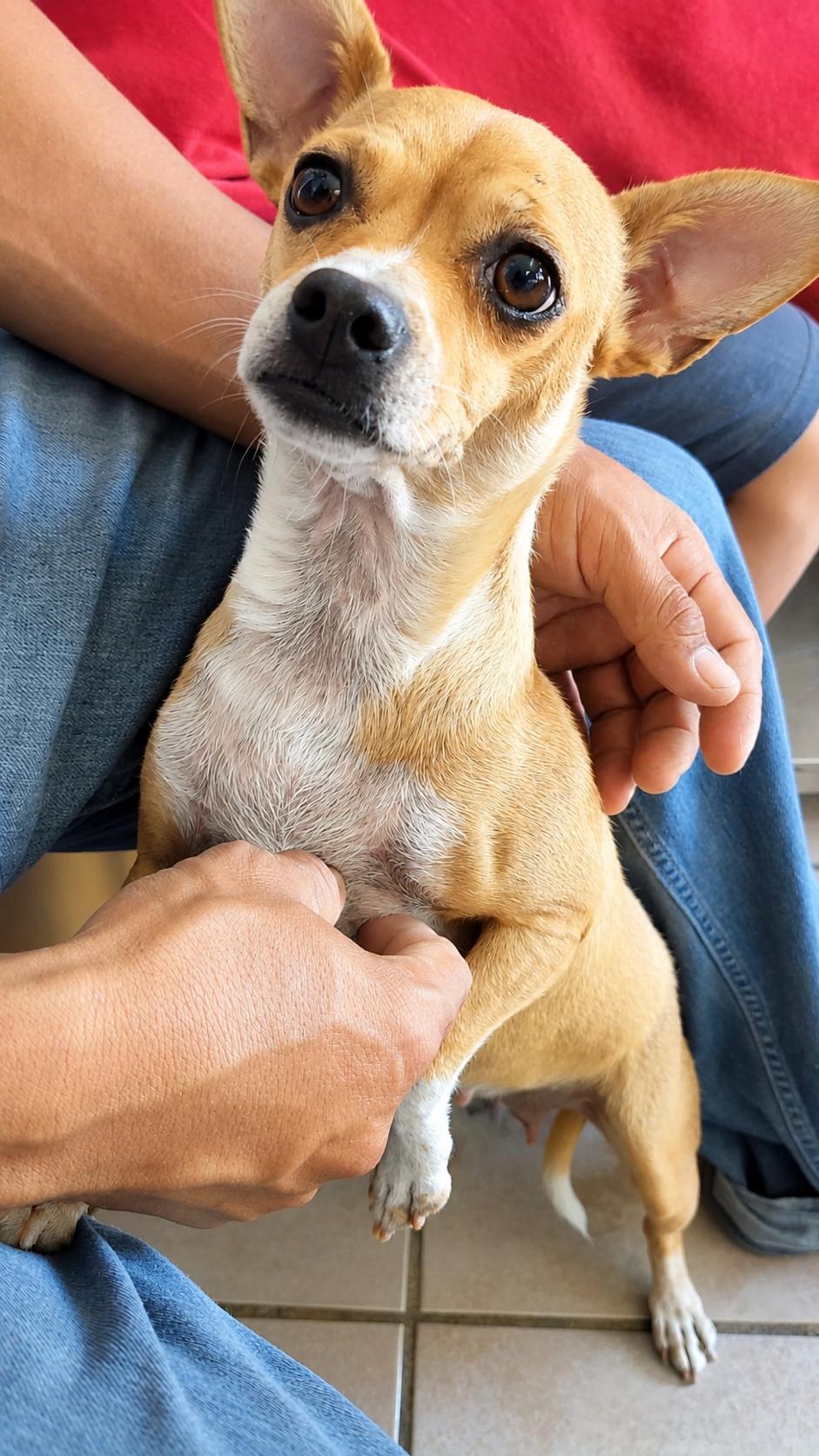 Enlarge Wilma, an adopted mixed breed in San Clemente , CA image 4/5