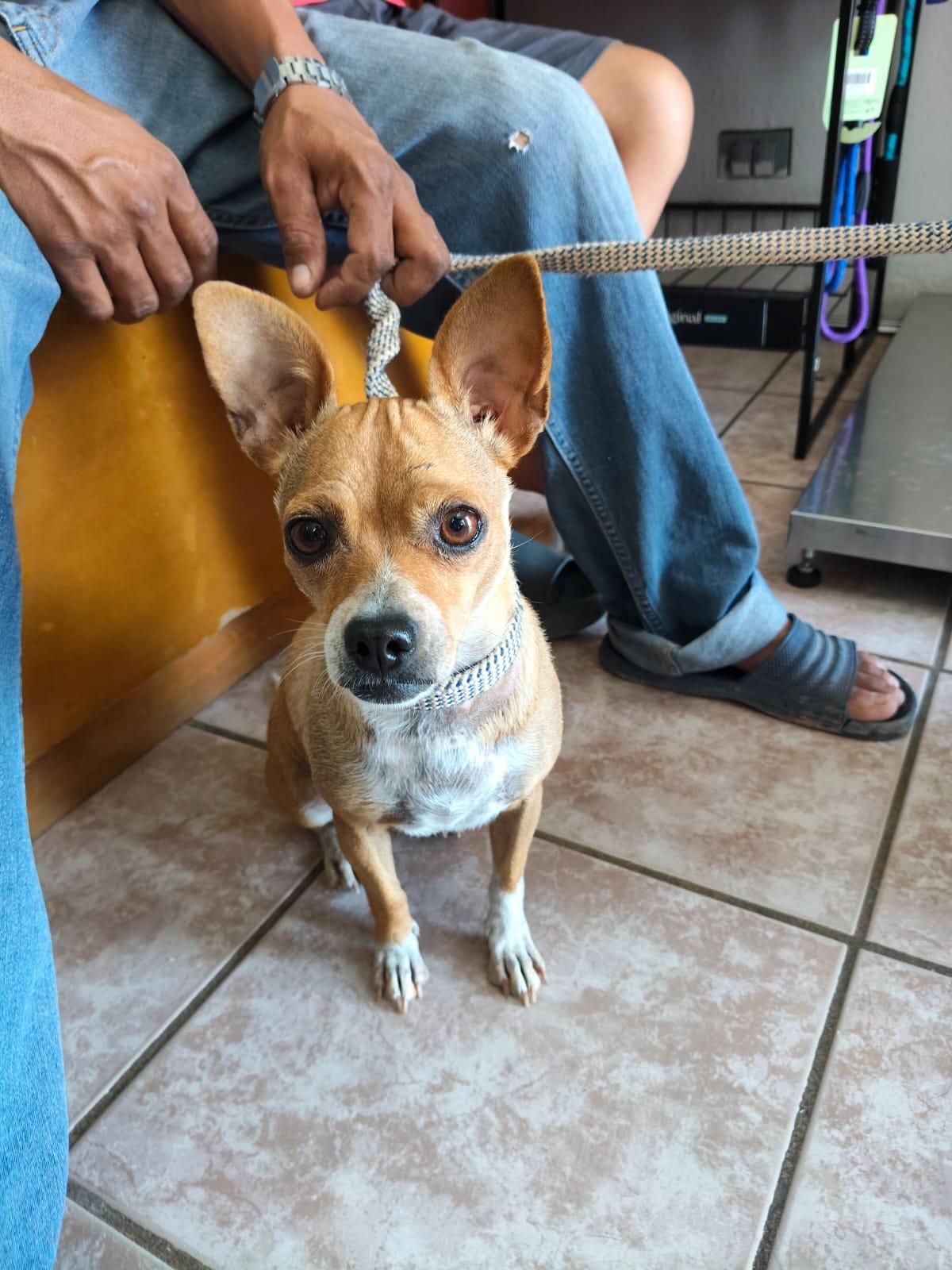 Enlarge Wilma, an adopted mixed breed in San Clemente , CA image 3/5