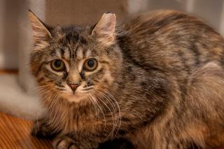 Enlarge Punch Englewood, a Adoptable mixed breed in Oradell, NJ image 1/1