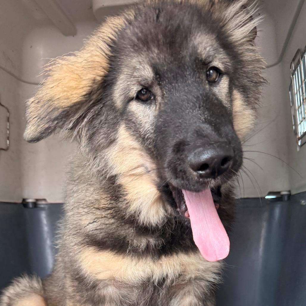 BRIGGS, ADOPTABLE, Puppy • Male, German Shepherd Dog & Keeshond.