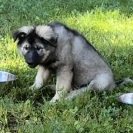 Enlarge BRIGGS, a Adoptable mixed breed in Union City, PA image 2/3