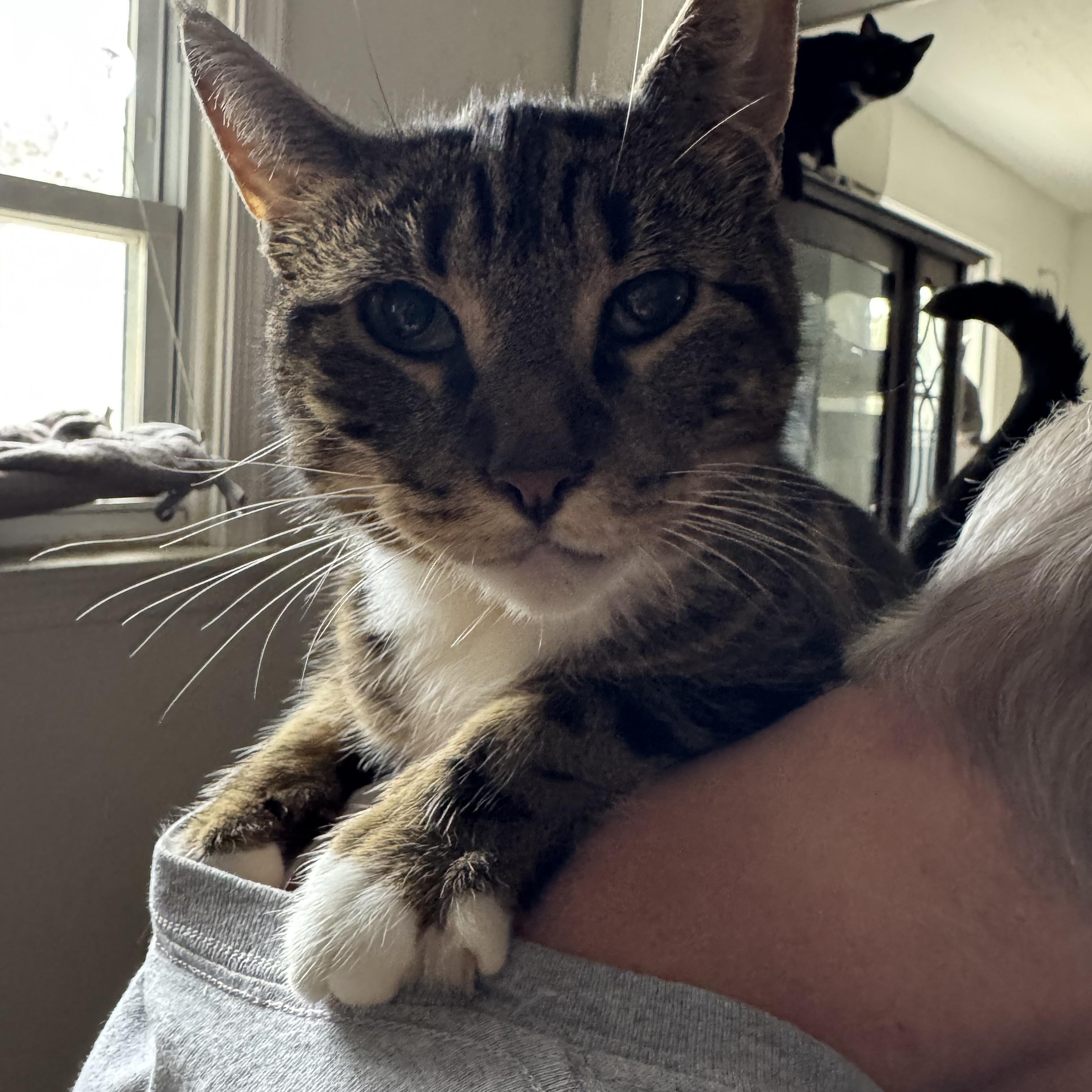 Messer, Adoptable, Senior Male Domestic Short Hair.