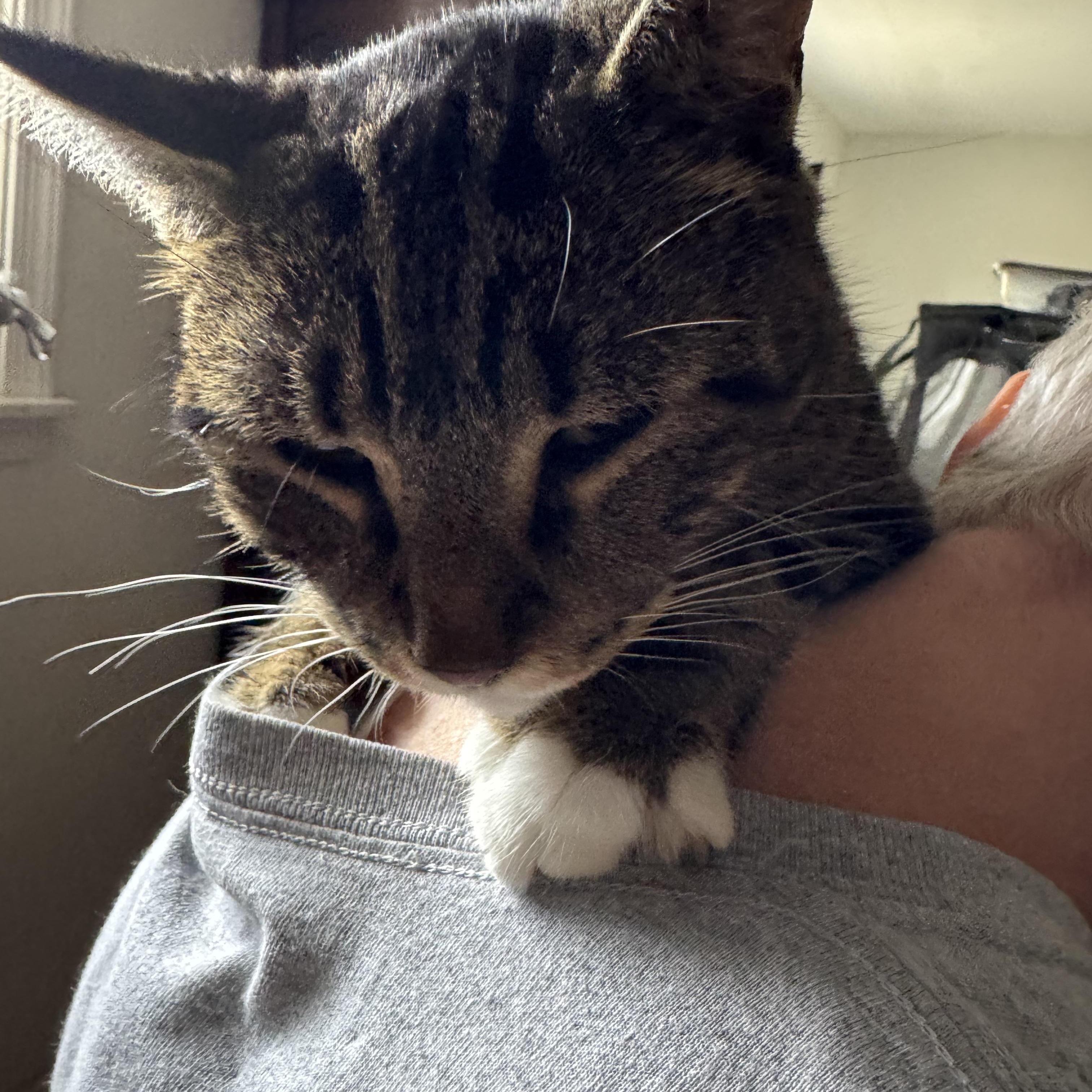 Enlarge Messer, a Adoptable Domestic Short Hair in Hoboken, NJ image 2/3