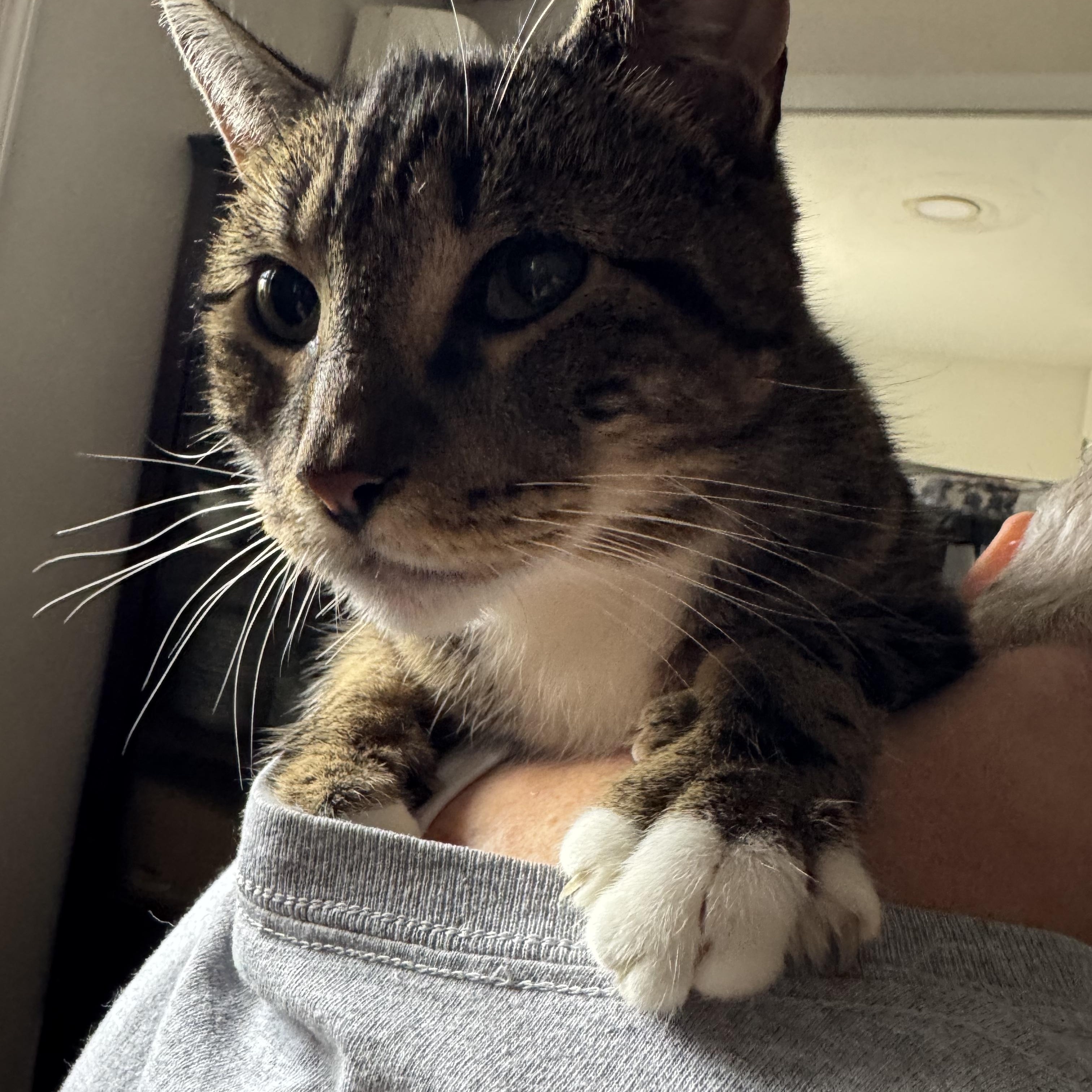 Enlarge Messer, a Adoptable Domestic Short Hair in Hoboken, NJ image 3/3