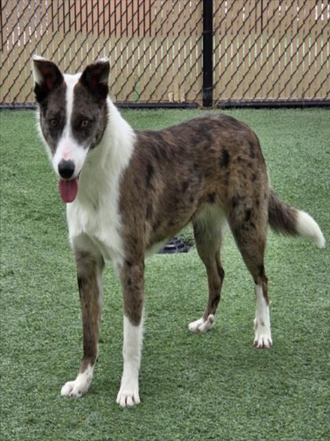 Enlarge MILLIE, a Adoptable Australian Shepherd in Norco, CA image 1/1