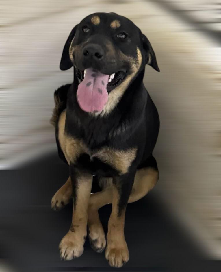 Spice, Adopted, Young Female Shepherd.