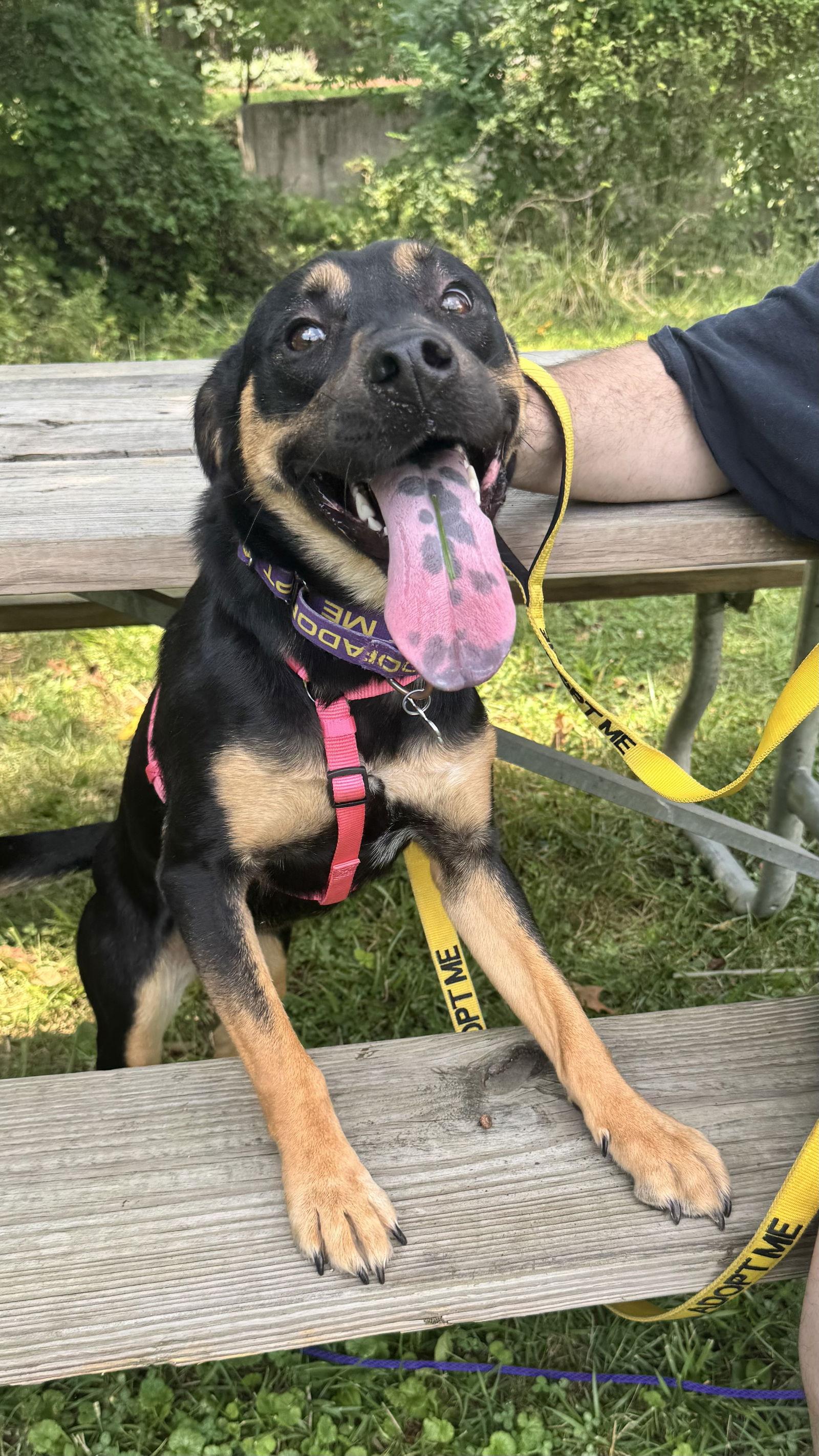 Spice, a Adopted Shepherd in Columbia, MD image 2/3