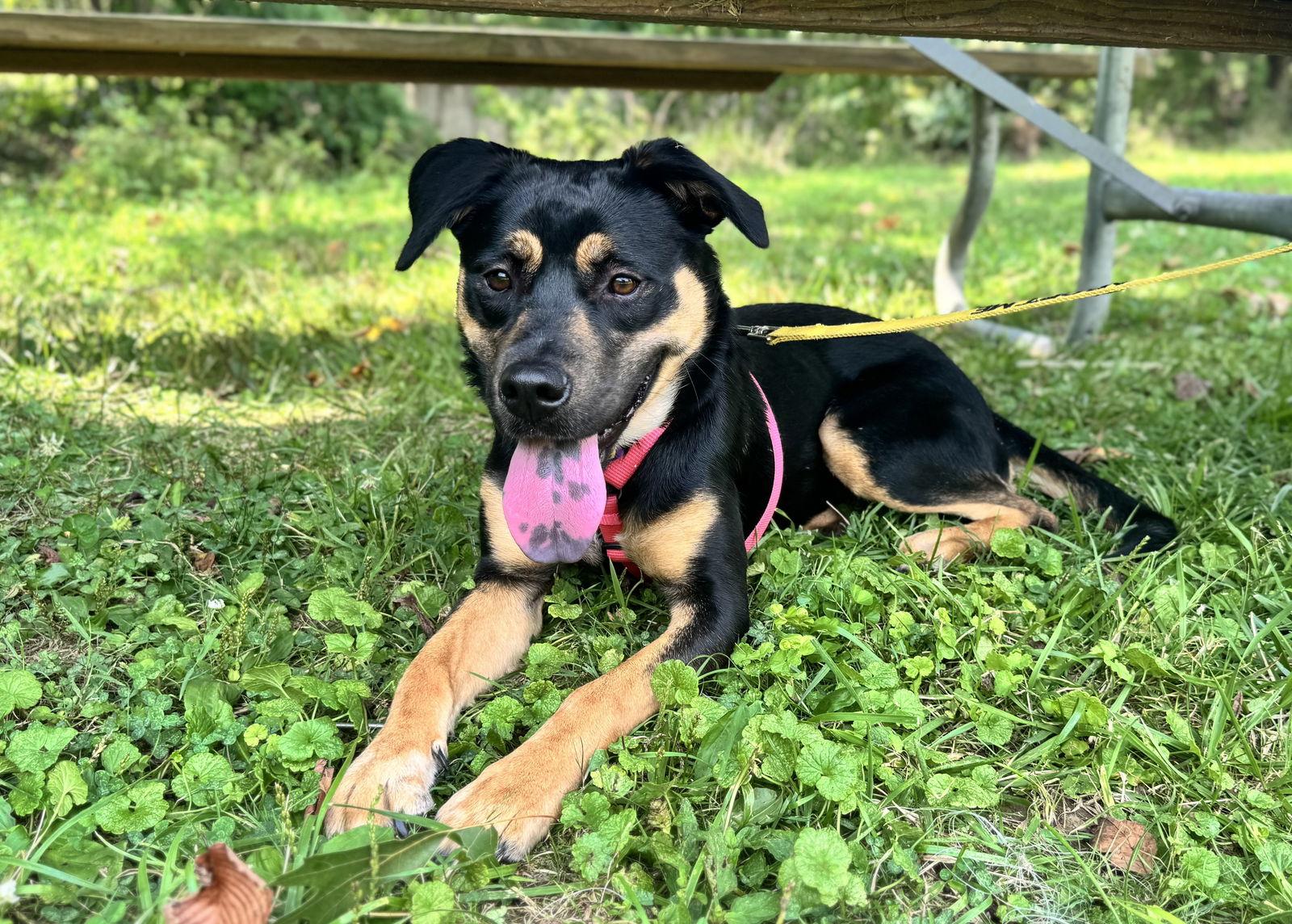 Spice, a Adopted Shepherd in Columbia, MD image 3/3