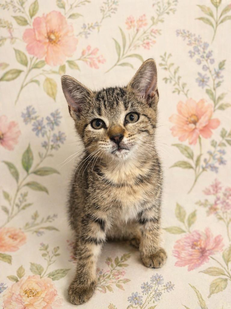 Andi, Adoptable, Kitten Female Domestic Short Hair.
