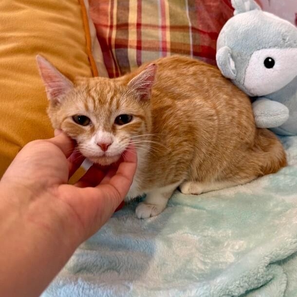 Boots Mellow Kitty — thumbnail 2