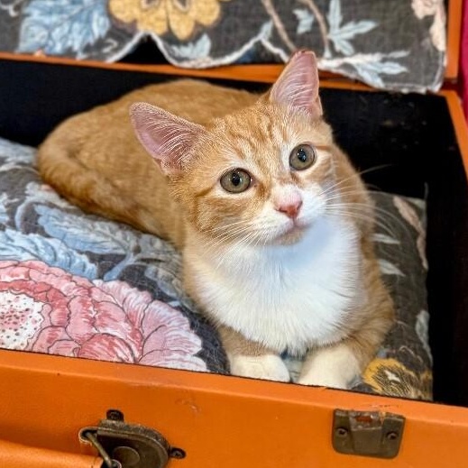 Boots Mellow Kitty — thumbnail 3