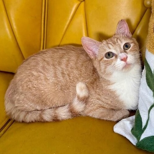 Boots Mellow Kitty — thumbnail 4