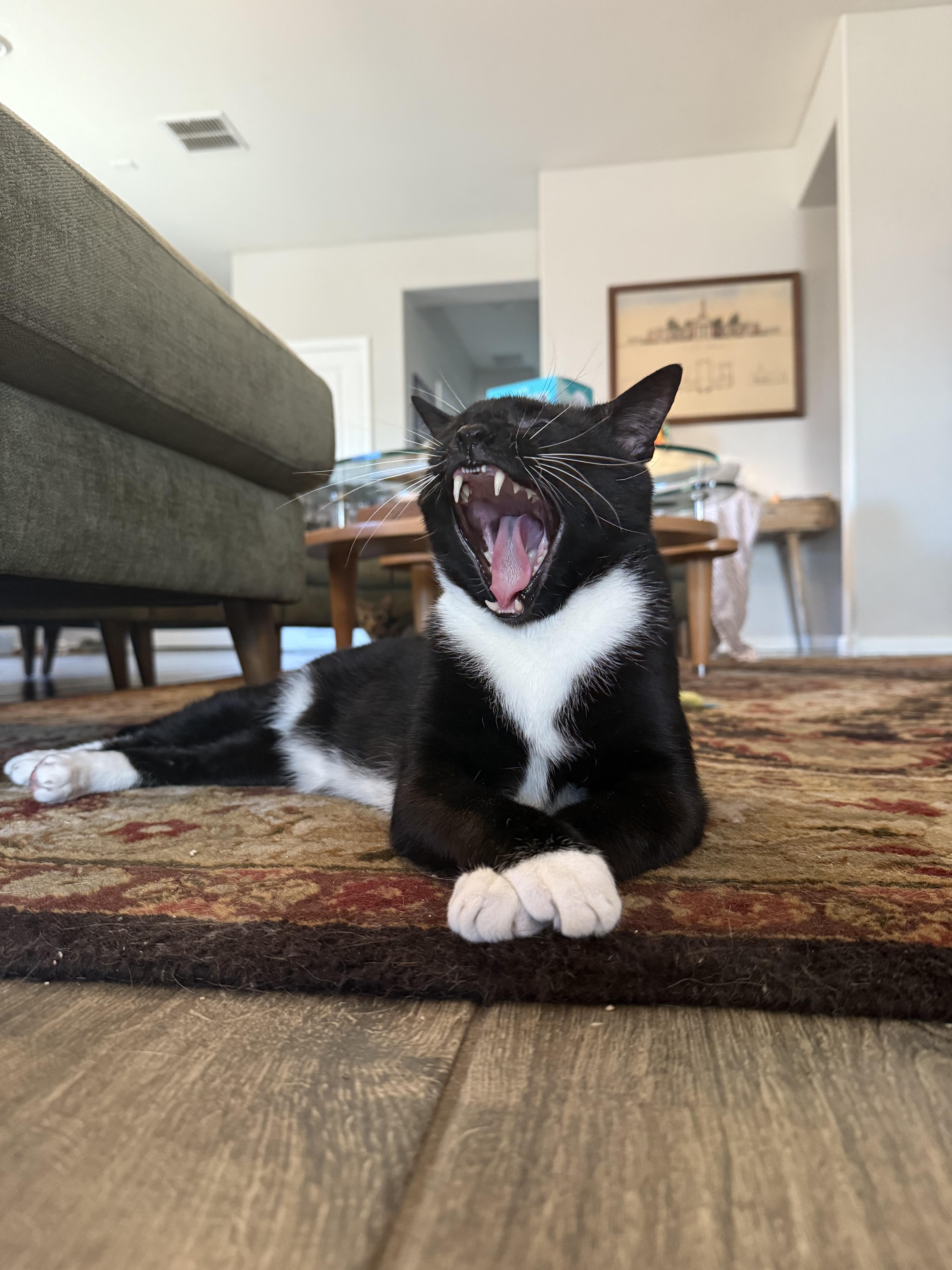 Rocky (FIV+), a Adoptable American Shorthair in Peoria, AZ image 3/3