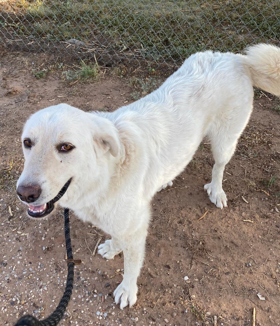 Betty, ADOPTABLE, Adult Female Great Pyrenees.