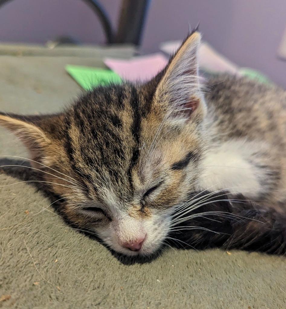 Sarah Connor, Adopted, Young Female Domestic Short Hair.