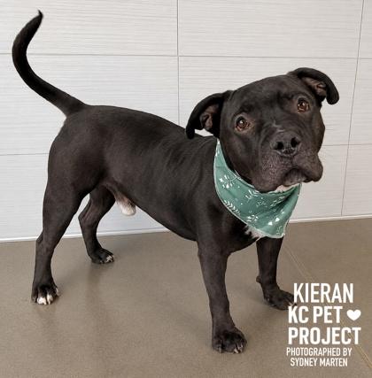 Enlarge Kieran, a Adoptable mixed breed in Kansas City, MO image 1/3
