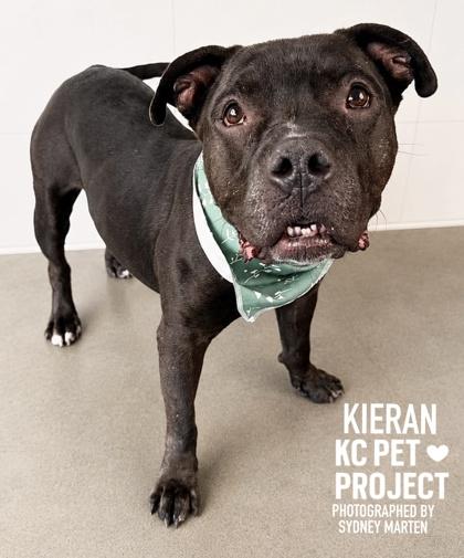 Enlarge Kieran, a Adoptable mixed breed in Kansas City, MO image 2/3