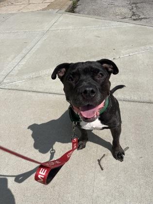 Kieran, Adoptable, Adult Male Pit Bull Terrier & Mixed Breed.
