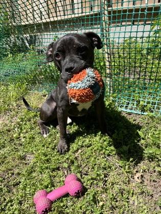 Kieran, a Adoptable mixed breed in Kansas City, MO image 2/3