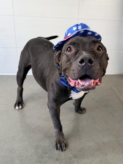 Enlarge Kieran, a Adoptable mixed breed in Kansas City, MO image 3/3