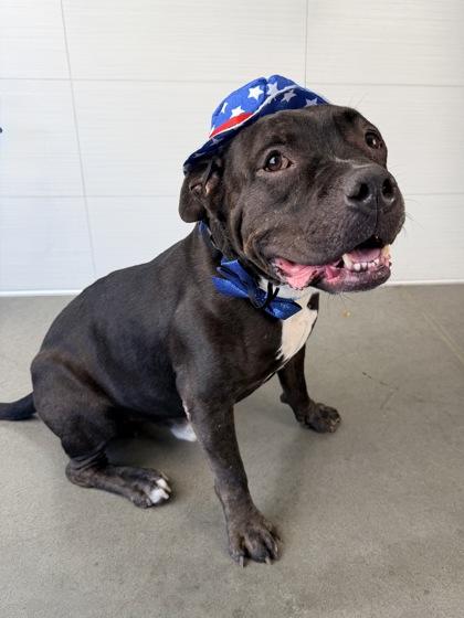 Enlarge Kieran, a Adoptable mixed breed in Kansas City, MO image 3/3