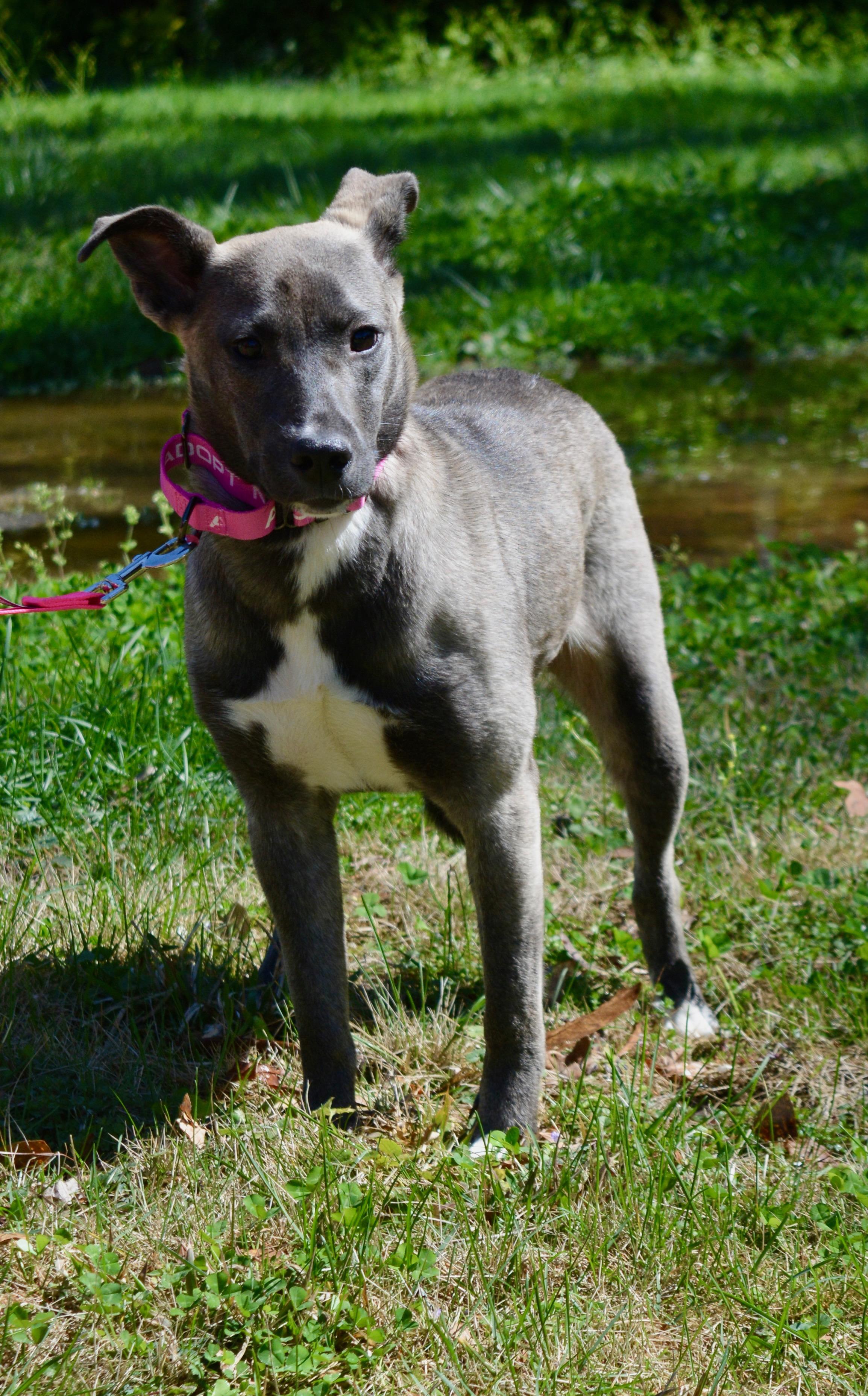 Enlarge Carla , a ADOPTABLE mixed breed in Pelham, AL image 4/4