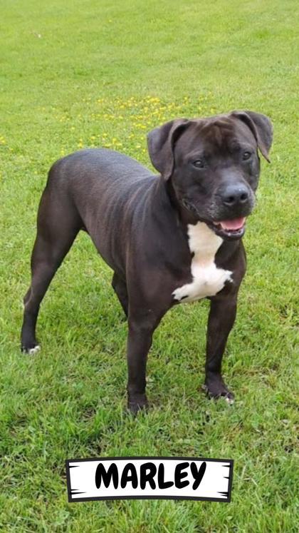 Marley, a Adoptable Mixed Breed in Ashtabula, OH image 1/3