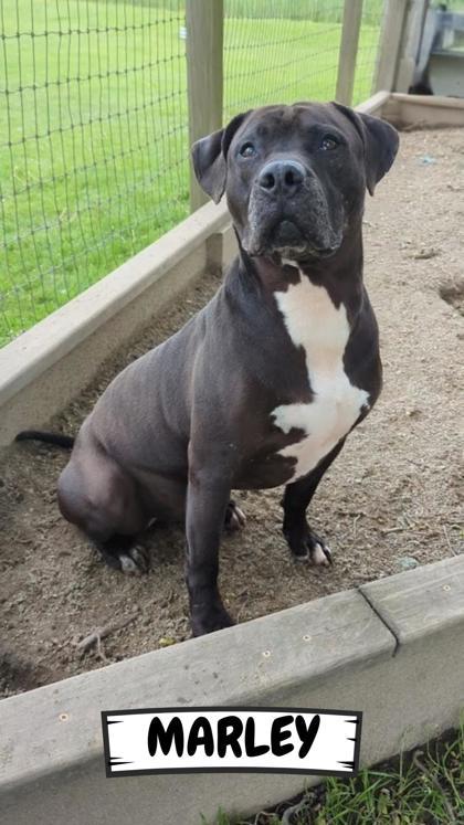 Marley, a Adoptable Mixed Breed in Ashtabula, OH image 2/3