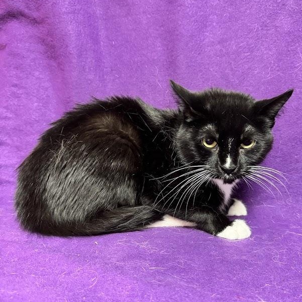 Enlarge Eden, a Adopted Domestic Short Hair in Waterloo, IA image 3/3