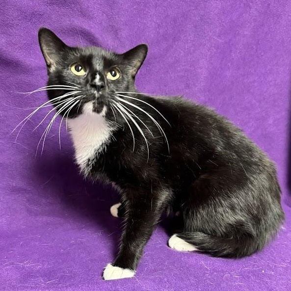 Enlarge Eden, a Adopted Domestic Short Hair in Waterloo, IA image 2/3