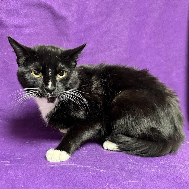 Enlarge Eden, a Adopted Domestic Short Hair in Waterloo, IA image 1/3