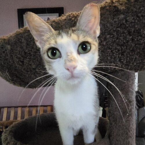 Enlarge Kat Moss, a Adoptable mixed breed in Knoxville, TN image 1/5