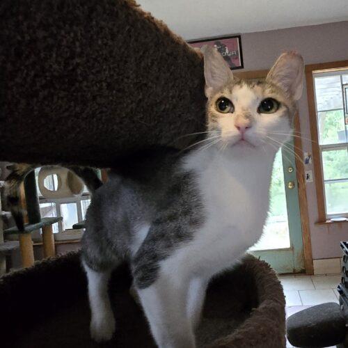 Enlarge Kat Moss, a Adoptable mixed breed in Knoxville, TN image 2/5