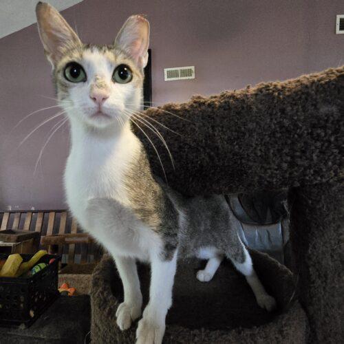 Enlarge Kat Moss, a Adoptable mixed breed in Knoxville, TN image 4/5