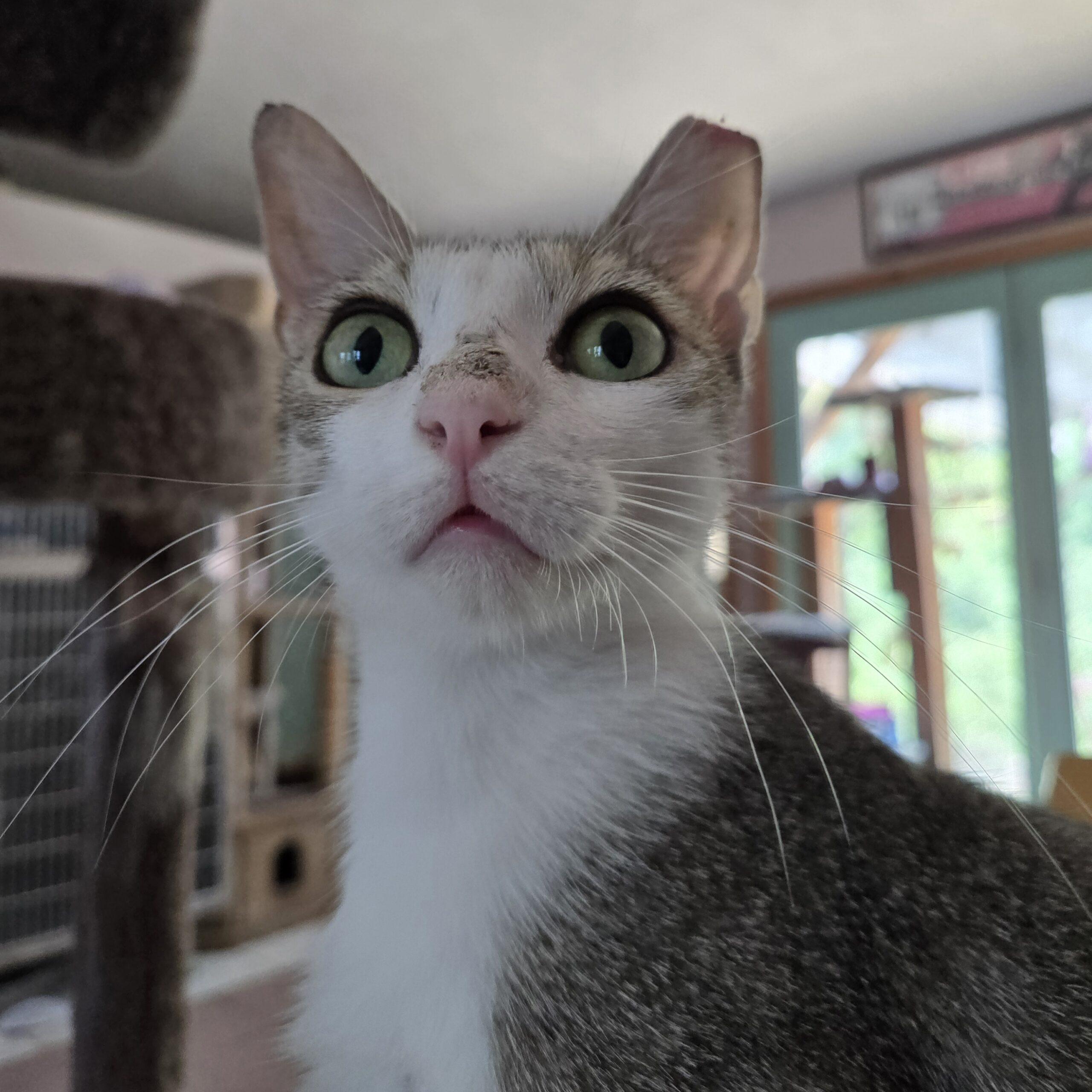 Enlarge Kat Moss, a Adoptable mixed breed in Knoxville, TN image 5/5