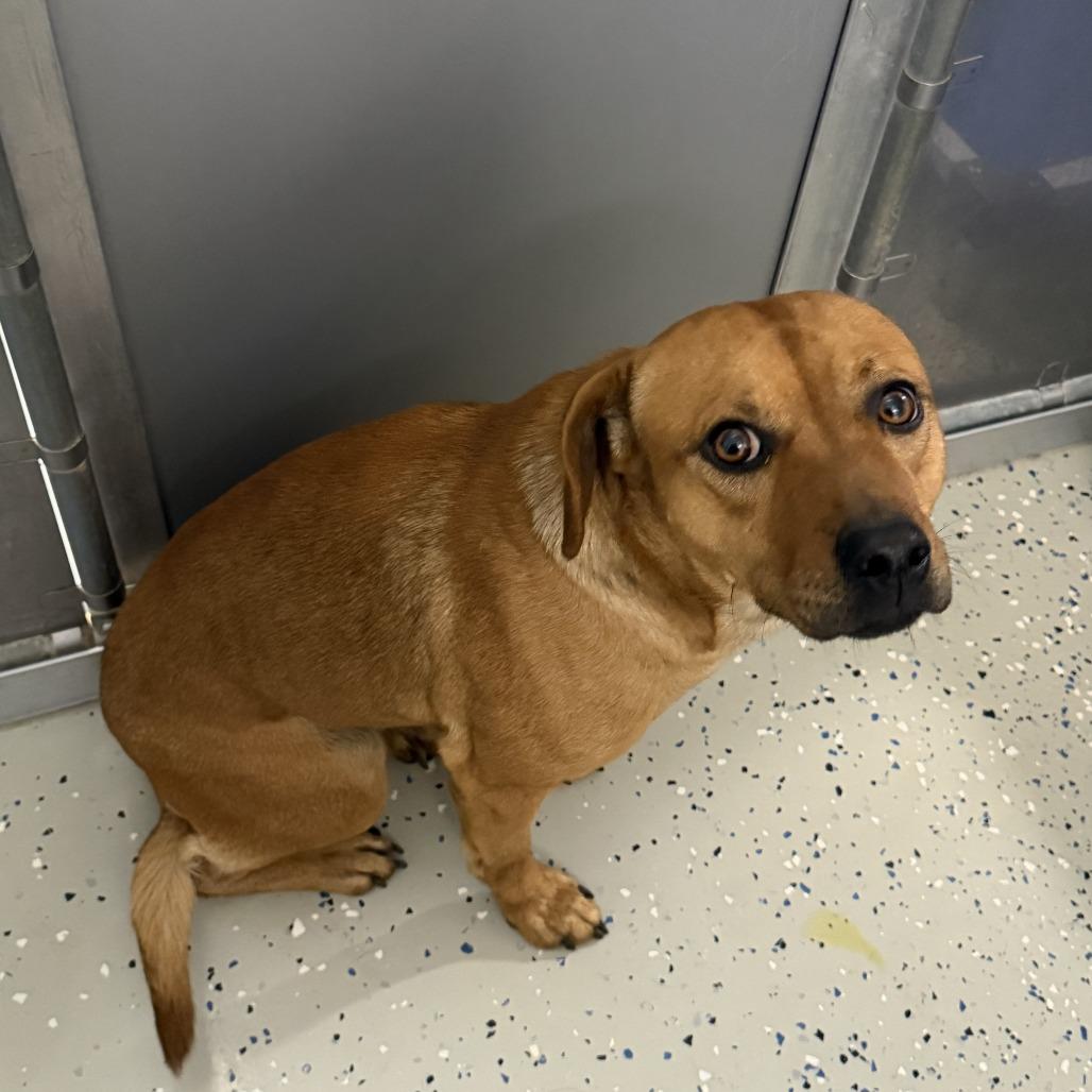 Bert, Adoptable, Adult Male Australian Cattle Dog / Blue Heeler & Terrier.