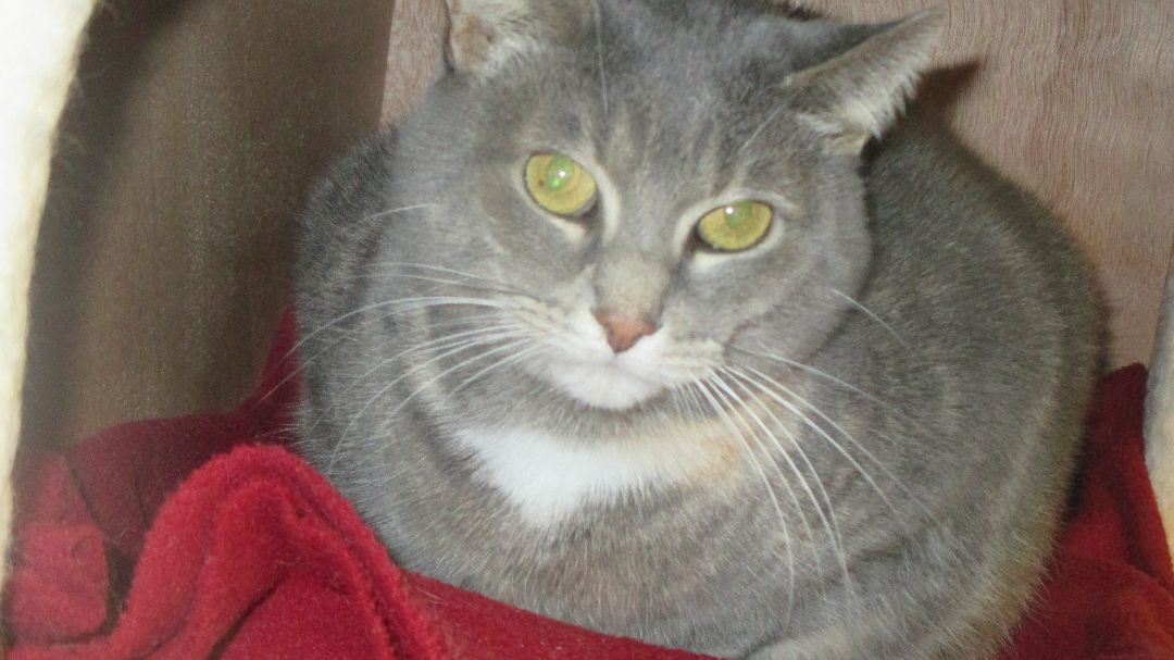 Ember, a Adoptable Domestic Short Hair in Savanna, IL image 2/6