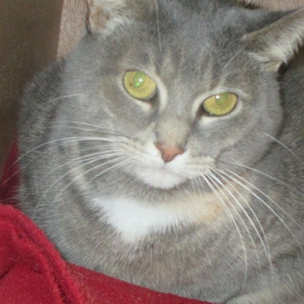 Ember, a Adoptable Domestic Short Hair in Savanna, IL image 1/6