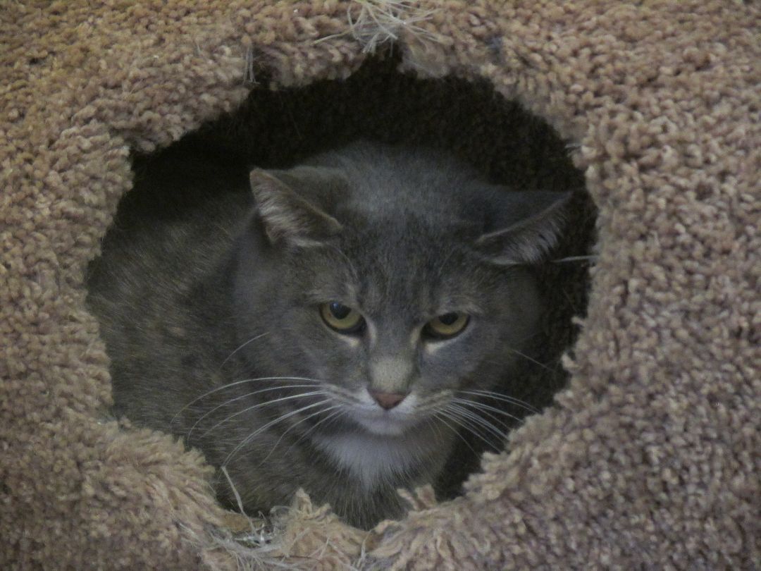 Ember, a Adoptable Domestic Short Hair in Savanna, IL image 1/6