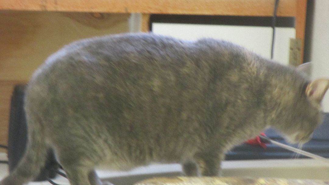 Ember, a Adoptable Domestic Short Hair in Savanna, IL image 6/6