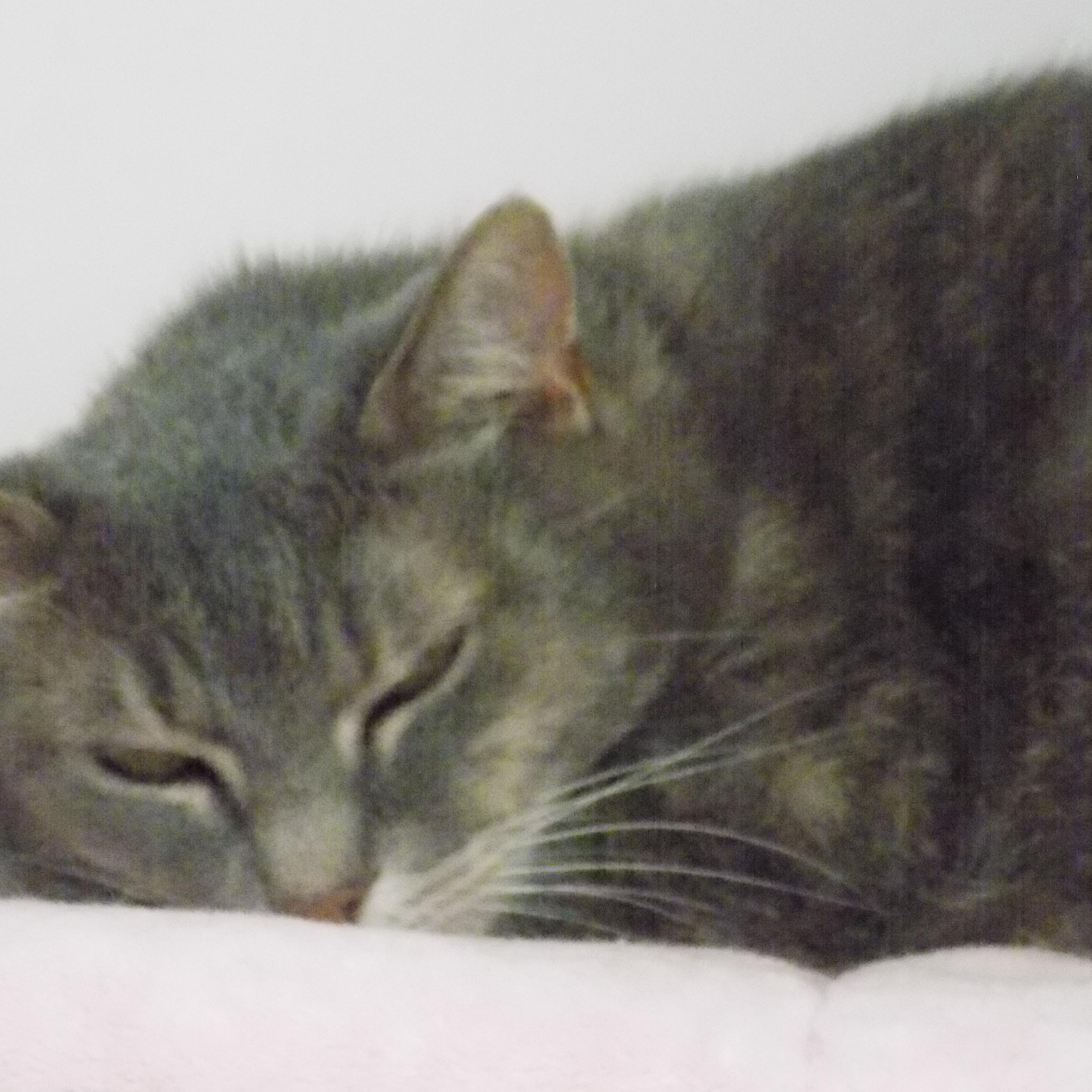 Ember, Adoptable, Adult Female Domestic Short Hair.