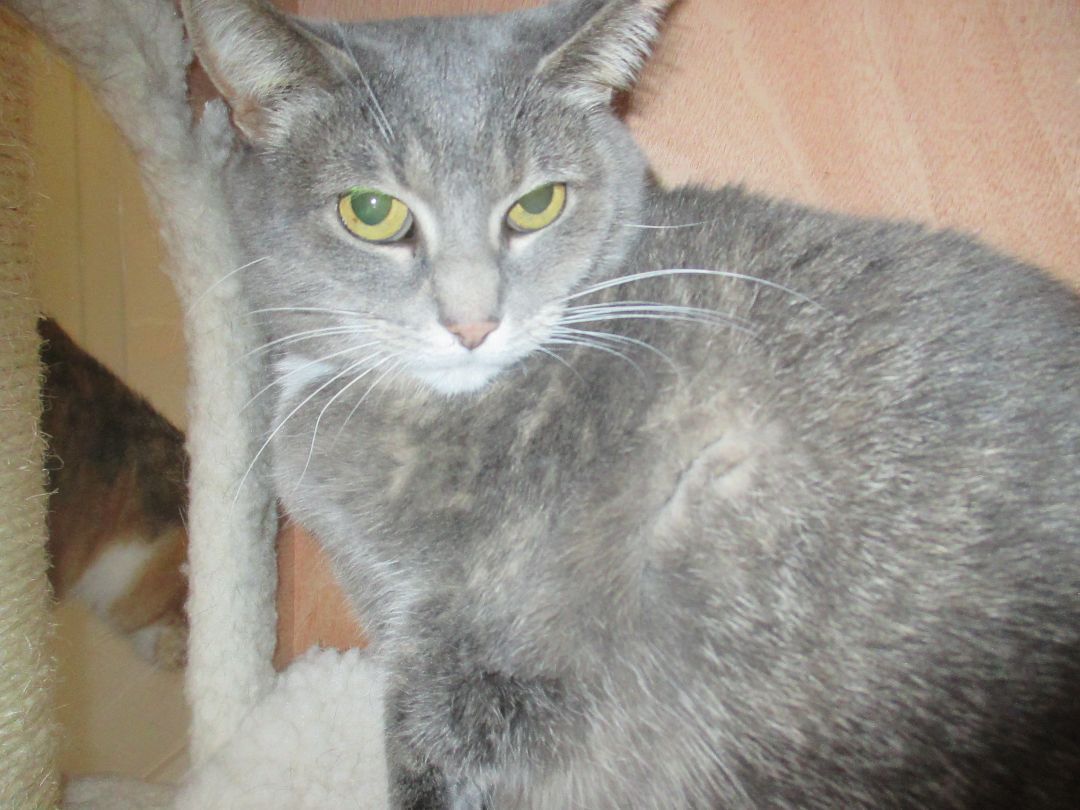 Ember, a Adoptable Domestic Short Hair in Savanna, IL image 3/6