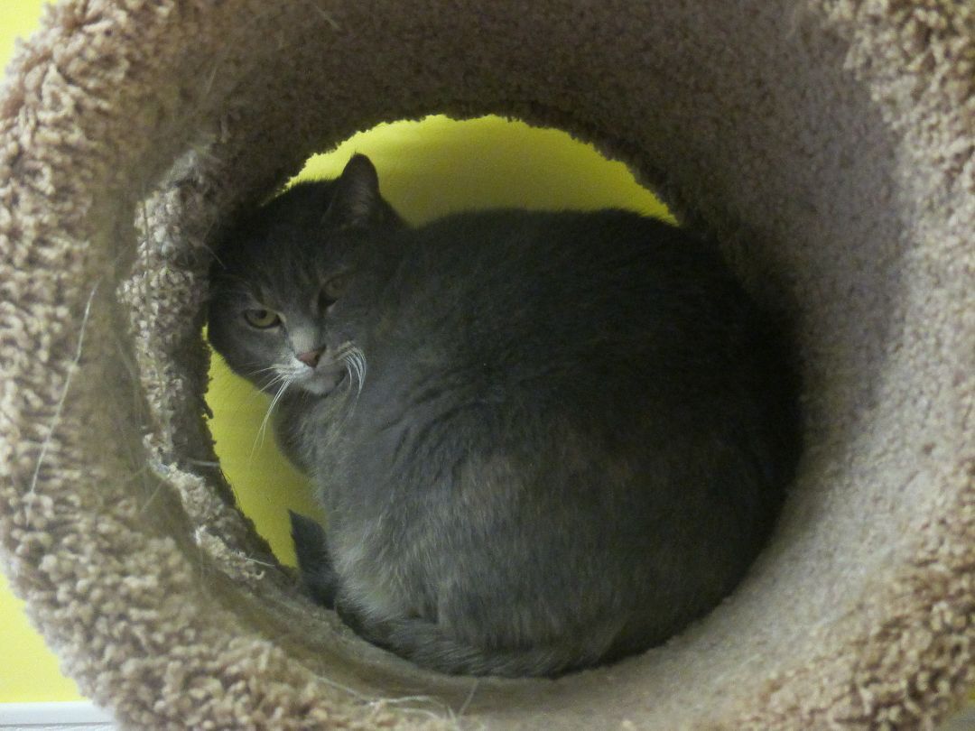 Ember, a Adoptable Domestic Short Hair in Savanna, IL image 4/6