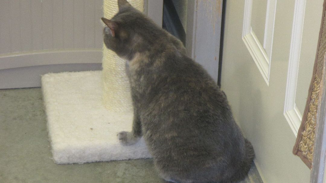 Ember, a Adoptable Domestic Short Hair in Savanna, IL image 5/6