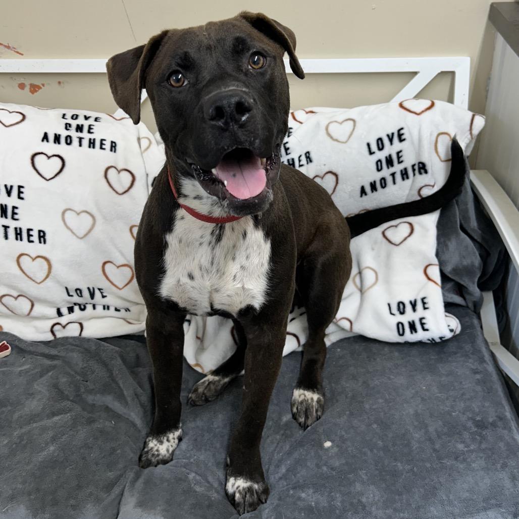 Lightning, Adoptable, Young Male Labrador Retriever.